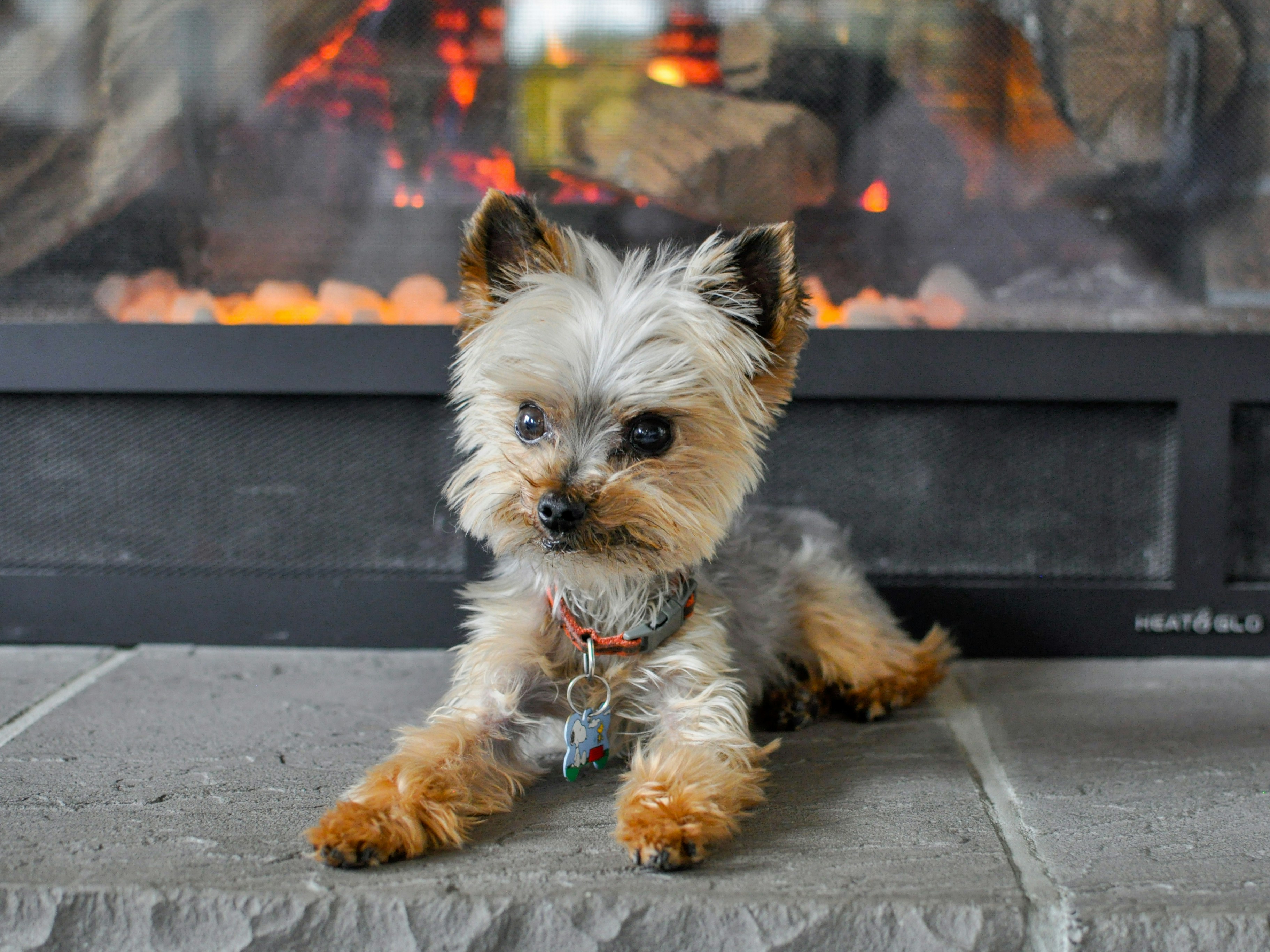 Pet Fireplace Safety: The Ultimate Guide To Pet-Proofing Your Fireplace