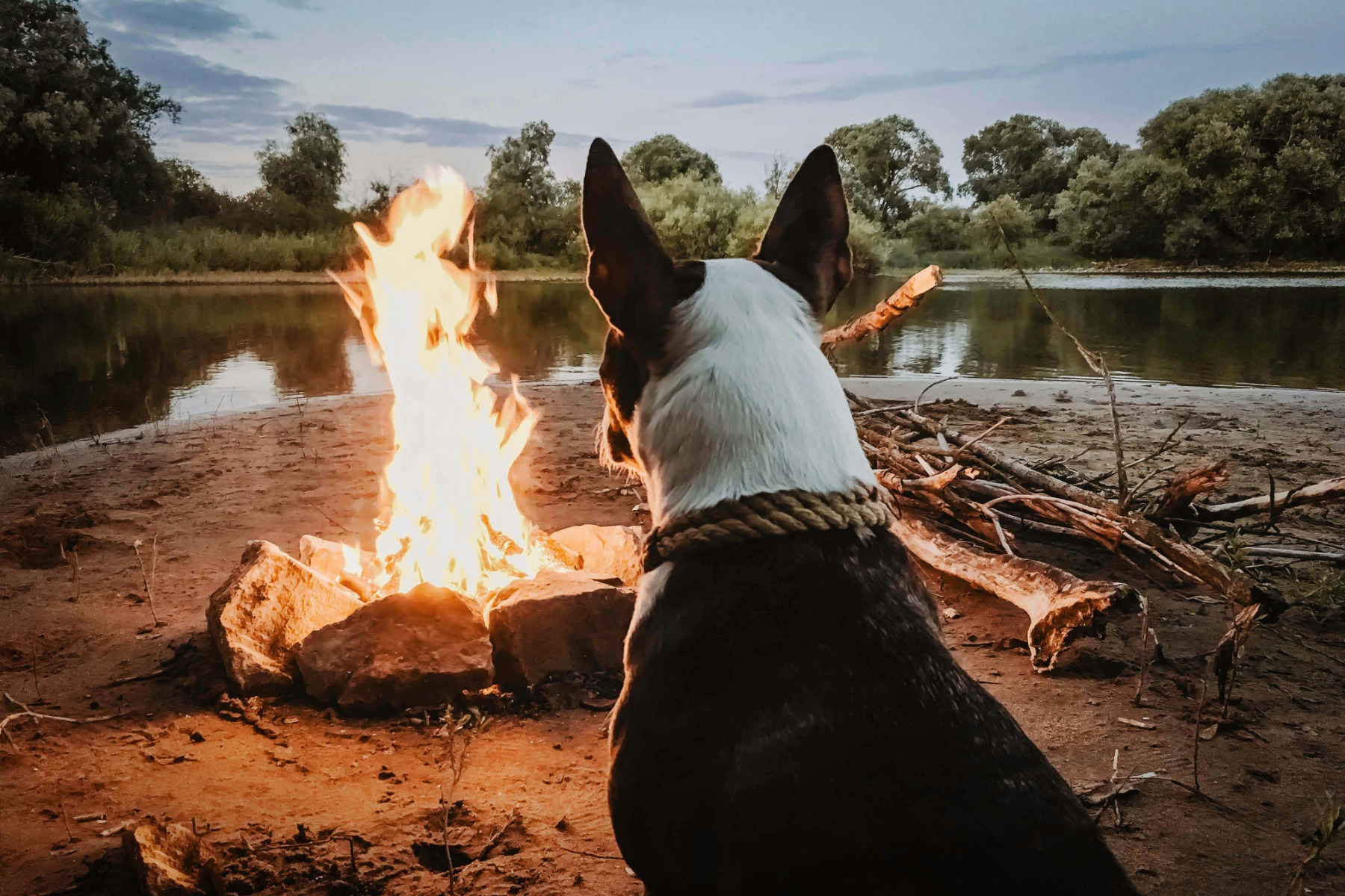 Brown and white dog watching a campfire burn