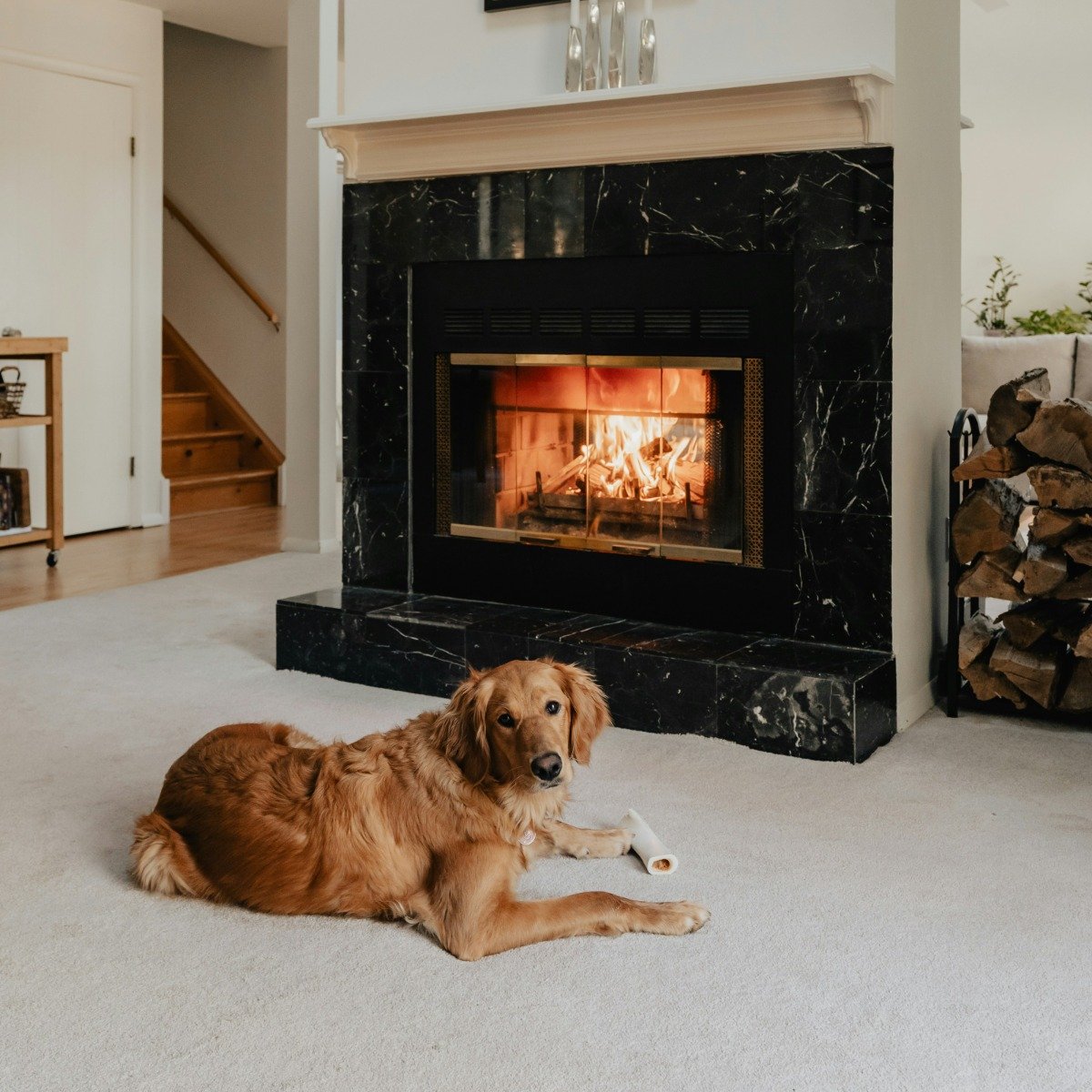 A large dog with a bone in front of a fireplace with a screen