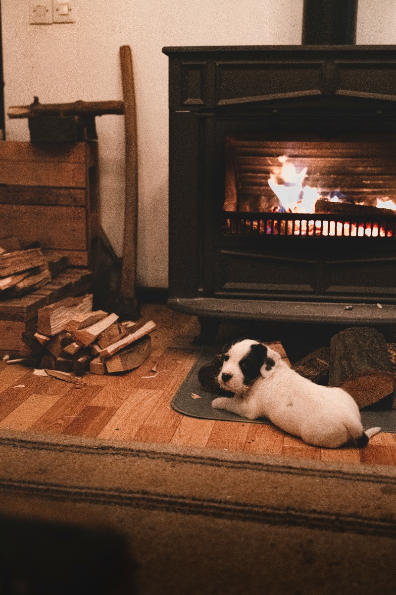 A small dog being watched by the fireplace