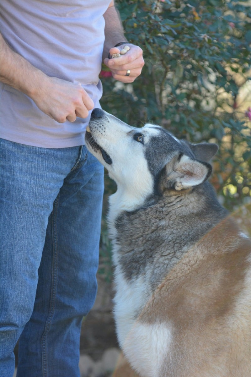 A husky dog being trained