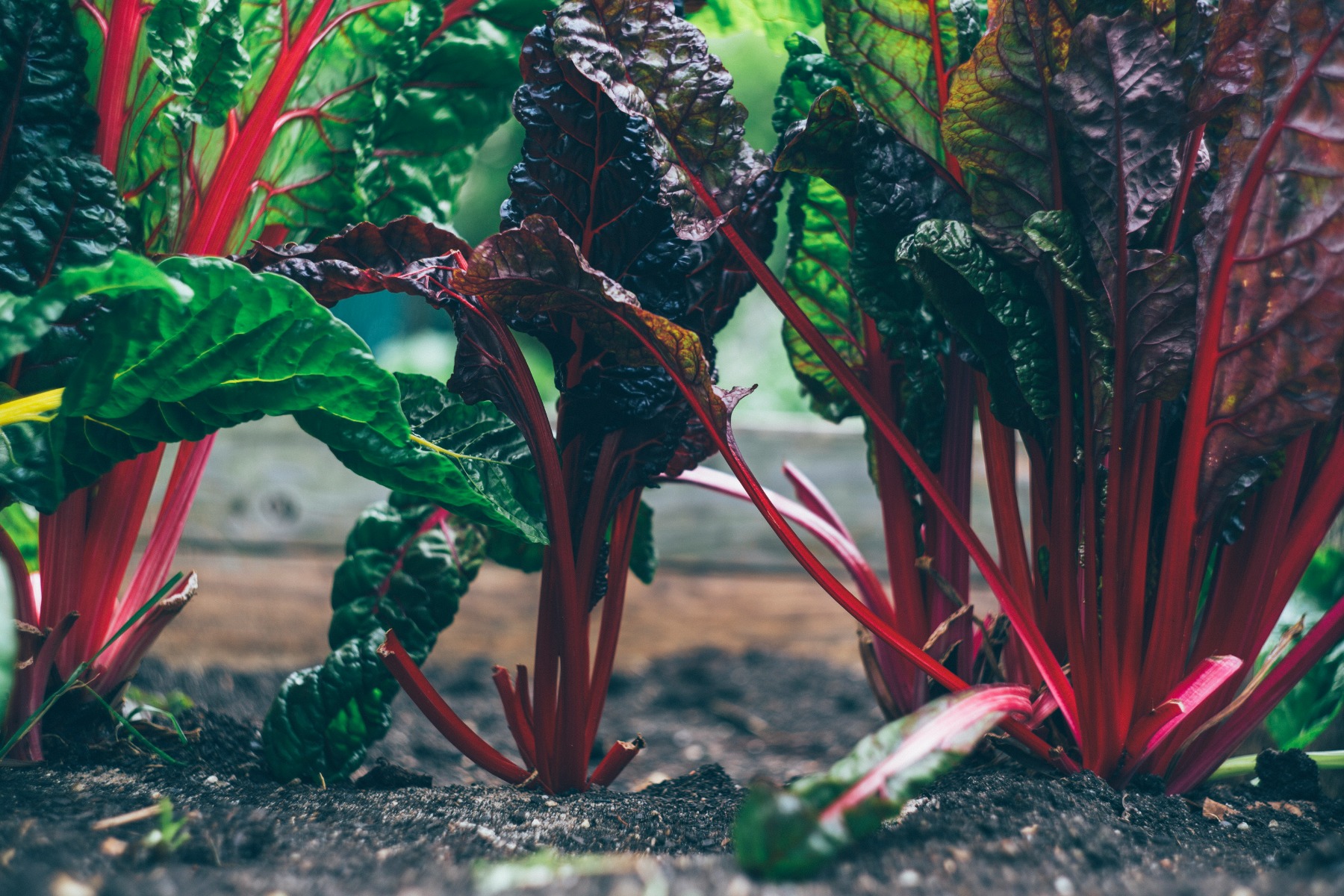 Green and red vegetables growing in soil