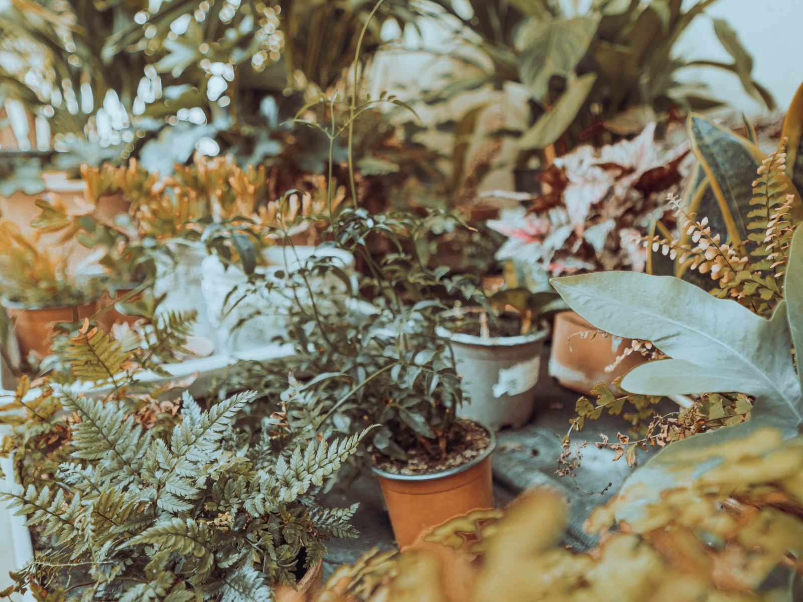 A group of small garden plants in pots