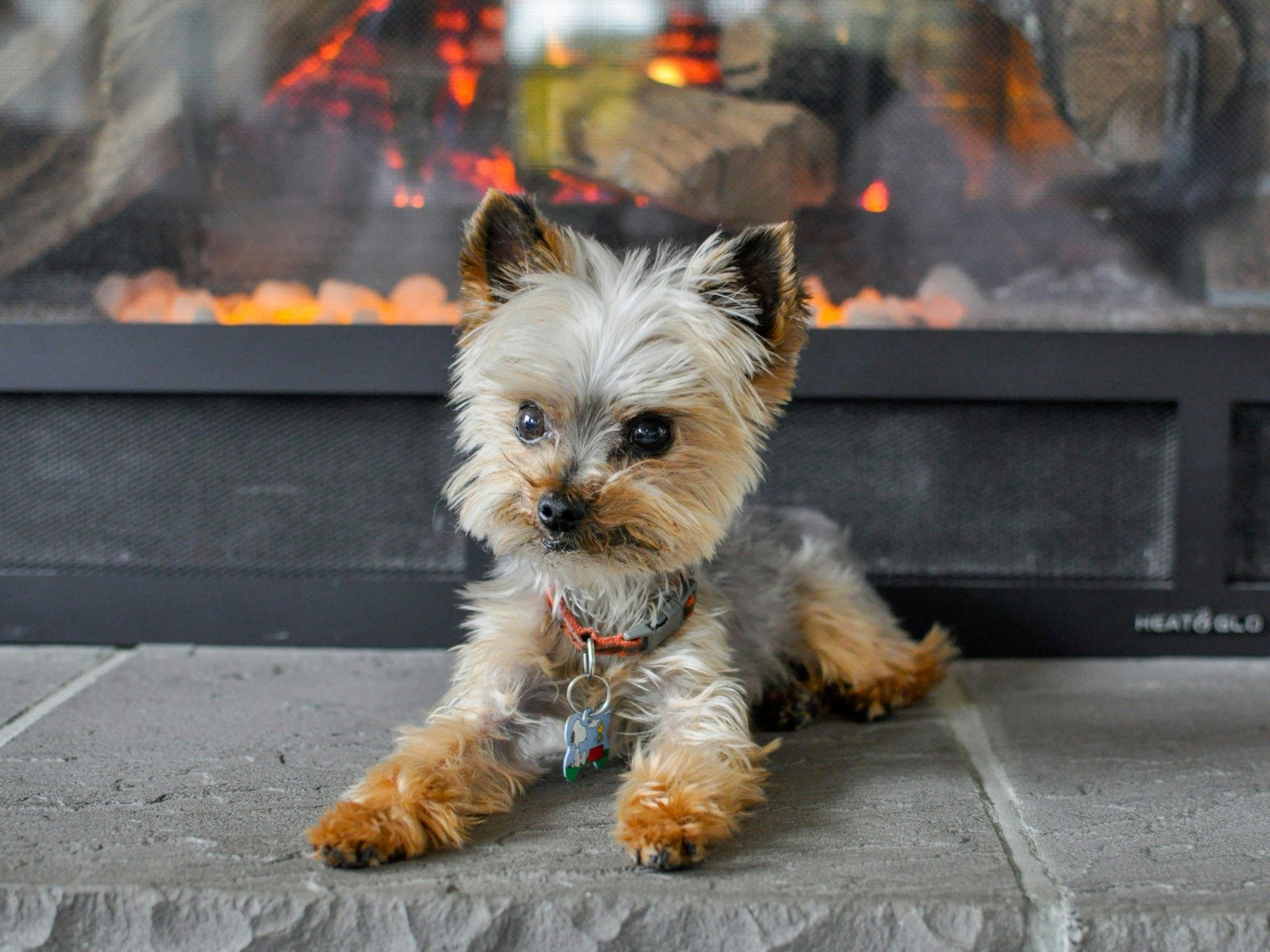 A small dog sat in front of a fireplace